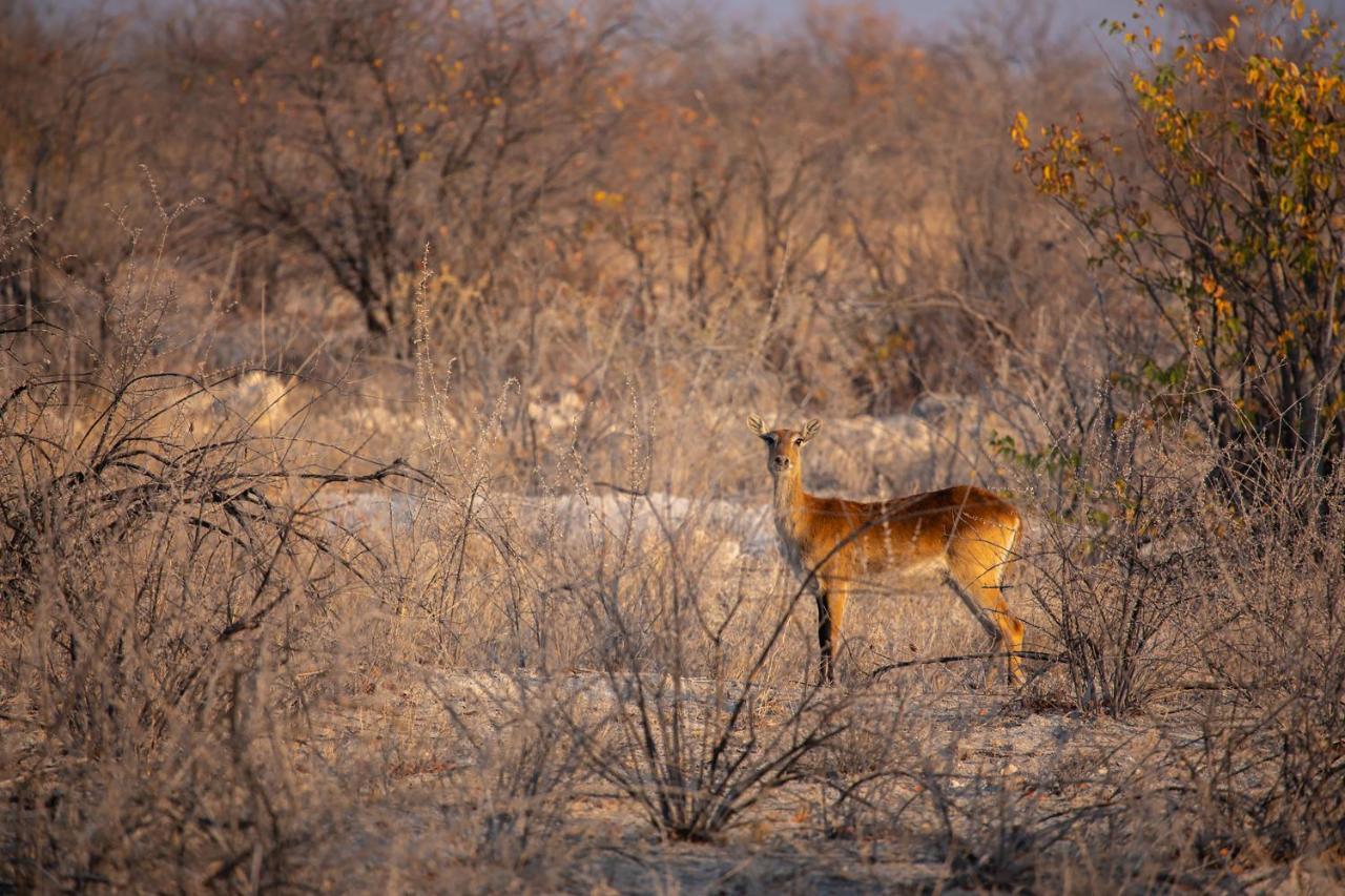 Etosha Trading Post Campsite Okaukuejo Ngoại thất bức ảnh